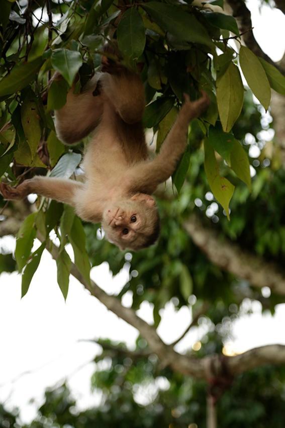 Misahualli Amazon Lodge Екстериор снимка