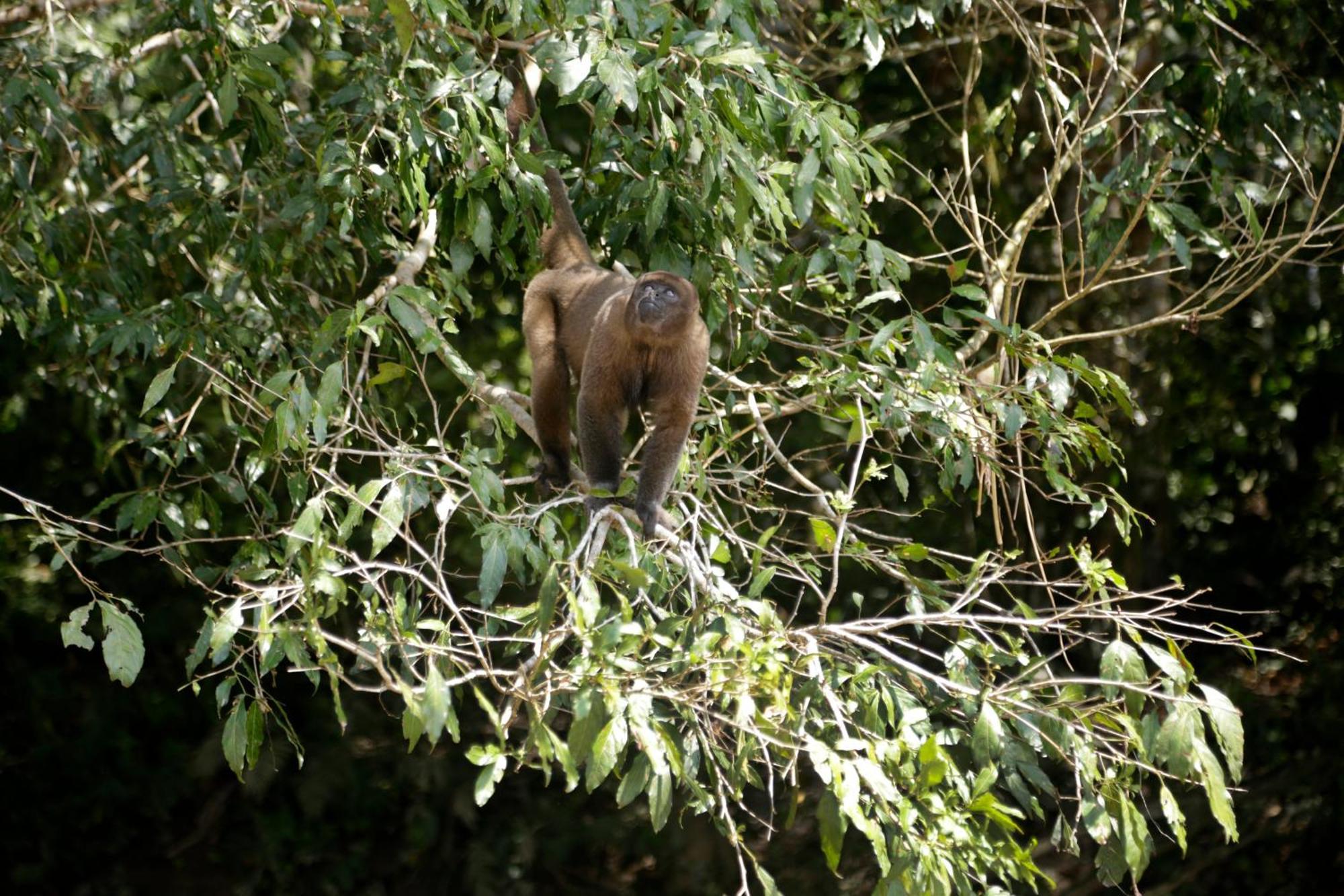 Misahualli Amazon Lodge Екстериор снимка